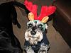 Click image for larger version. 

Name:	Boris with Christmas antlers.JPG 
Views:	7 
Size:	23.7 KB 
ID:	1994