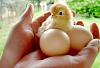 Click image for larger version. 

Name:	2_baby chickens.jpg 
Views:	9 
Size:	101.2 KB 
ID:	21033
