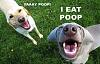 Click image for larger version. 

Name:	dogs.jpg 
Views:	49 
Size:	59.2 KB 
ID:	31527
