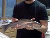 Click image for larger version. 

Name:	jtrout.jpg 
Views:	71 
Size:	117.0 KB 
ID:	31907