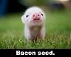 Click image for larger version. 

Name:	bacon seed.jpg 
Views:	130 
Size:	30.0 KB 
ID:	33075