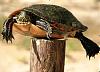 Click image for larger version. 

Name:	Post Turtle.jpg 
Views:	158 
Size:	35.7 KB 
ID:	33585