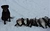 Click image for larger version. 

Name:	goose1.jpg 
Views:	36 
Size:	76.8 KB 
ID:	41085