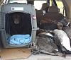 Click image for larger version. 

Name:	goose2.jpg 
Views:	34 
Size:	135.6 KB 
ID:	41087