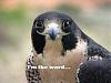 Click image for larger version. 

Name:	bird is the word.jpg 
Views:	232 
Size:	21.7 KB 
ID:	45075