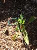 Click image for larger version. 

Name:	pepper.jpg 
Views:	44 
Size:	261.2 KB 
ID:	45731