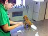 Click image for larger version. 

Name:	Pets at Vets 25.jpg 
Views:	104 
Size:	63.4 KB 
ID:	49767
