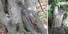 Click image for larger version. 

Name:	treegun.jpg 
Views:	412 
Size:	45.0 KB 
ID:	57696