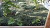 Click image for larger version. 

Name:	greenbeans.jpg 
Views:	26 
Size:	290.0 KB 
ID:	59024