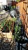 Click image for larger version. 

Name:	corn.jpg 
Views:	26 
Size:	293.1 KB 
ID:	59027