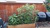 Click image for larger version. 

Name:	Sunchokes.jpg 
Views:	19 
Size:	273.4 KB 
ID:	59388