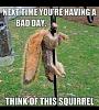 Click image for larger version. 

Name:	next time your having a bad day think of this squirrel.jpg 
Views:	62 
Size:	101.4 KB 
ID:	59511
