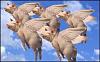 Click image for larger version. 

Name:	FlyPigs.jpg 
Views:	57 
Size:	9.0 KB 
ID:	60181