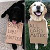 Click image for larger version. 

Name:	black-labs-matter.jpg 
Views:	197 
Size:	42.8 KB 
ID:	61906