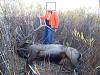Click image for larger version. 

Name:	Elk.1.jpg 
Views:	163 
Size:	271.8 KB 
ID:	62632