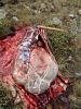 Click image for larger version. 

Name:	Gut Pile.jpe 
Views:	30 
Size:	12.8 KB 
ID:	63579
