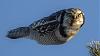 Click image for larger version. 

Name:	owl.jpg 
Views:	404 
Size:	47.8 KB 
ID:	64339