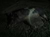 Click image for larger version. 

Name:	pig1.jpg 
Views:	45 
Size:	69.2 KB 
ID:	65714