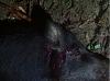 Click image for larger version. 

Name:	pig2.jpg 
Views:	39 
Size:	103.8 KB 
ID:	65715