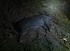 Click image for larger version. 

Name:	pig3.jpg 
Views:	39 
Size:	106.9 KB 
ID:	65716