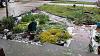 Click image for larger version. 

Name:	Front yard aftermath.jpg 
Views:	28 
Size:	275.8 KB 
ID:	65769