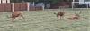 Click image for larger version. 

Name:	cropped deer.jpg 
Views:	143 
Size:	154.1 KB 
ID:	65887