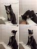 Click image for larger version. 

Name:	cat water.jpg 
Views:	204 
Size:	47.3 KB 
ID:	66479