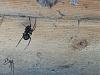Click image for larger version. 

Name:	spider.jpg 
Views:	199 
Size:	214.1 KB 
ID:	66617