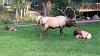 Click image for larger version. 

Name:	estes park elk picture from 8-2016...jpg 
Views:	149 
Size:	211.3 KB 
ID:	67098