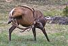Click image for larger version. 

Name:	why do elk have long antlers.jpg 
Views:	189 
Size:	80.8 KB 
ID:	67400