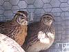 Click image for larger version. 

Name:	roo and hen.jpg 
Views:	94 
Size:	105.3 KB 
ID:	68054
