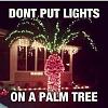Click image for larger version. 

Name:	palm tree dick lights.jpg 
Views:	222 
Size:	34.3 KB 
ID:	68918