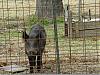 Click image for larger version. 

Name:	pig1.jpg 
Views:	47 
Size:	90.5 KB 
ID:	6945