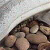 Click image for larger version. 

Name:	tiger salamander.jpg 
Views:	99 
Size:	75.2 KB 
ID:	69871