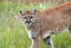 Click image for larger version. 

Name:	Lion.jpg 
Views:	121 
Size:	137.3 KB 
ID:	69948