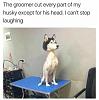 Click image for larger version. 

Name:	shaved husky.jpg 
Views:	239 
Size:	49.3 KB 
ID:	70932