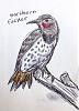 Click image for larger version. 

Name:	northern flicker.jpg 
Views:	55 
Size:	248.0 KB 
ID:	71069