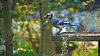 Click image for larger version. 

Name:	Blue-Jay-9-4-2017.jpg 
Views:	205 
Size:	219.8 KB 
ID:	71875