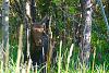 Click image for larger version. 

Name:	Calf-9-18-17.jpg 
Views:	60 
Size:	203.2 KB 
ID:	72076
