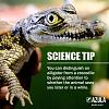 Click image for larger version. 

Name:	croc.jpg 
Views:	296 
Size:	128.6 KB 
ID:	72622