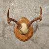 Click image for larger version. 

Name:	10975-xq-blacktail-antler-plaque-taxidermy-mount.jpg 
Views:	34 
Size:	234.0 KB 
ID:	72624