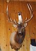 Click image for larger version. 

Name:	Bad-Dog-Kobe!.jpg 
Views:	201 
Size:	202.1 KB 
ID:	73289