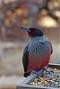 Click image for larger version. 

Name:	Lewis's-Woodpecker-11-2017.jpg 
Views:	229 
Size:	191.0 KB 
ID:	73290