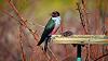 Click image for larger version. 

Name:	Lewis's-Woodpecker.jpg 
Views:	228 
Size:	175.2 KB 
ID:	73291