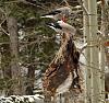 Click image for larger version. 

Name:	CLNU-on-elk-ribs.jpg 
Views:	222 
Size:	202.0 KB 
ID:	73292
