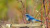 Click image for larger version. 

Name:	Woodhouse's-Scrub-Jay-11-2017.jpg 
Views:	223 
Size:	156.9 KB 
ID:	73294