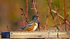 Click image for larger version. 

Name:	Spotted-Towhee-11-2017.jpg 
Views:	218 
Size:	135.8 KB 
ID:	73295