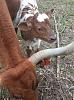 Click image for larger version. 

Name:	Longhorn-beefmaster heifer 2nd day.jpg 
Views:	150 
Size:	141.6 KB 
ID:	73565