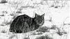 Click image for larger version. 

Name:	Cool-Cat.jpg 
Views:	195 
Size:	171.2 KB 
ID:	73604