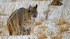 Click image for larger version. 

Name:	Cool-Cat-2-23-18.jpg 
Views:	192 
Size:	198.8 KB 
ID:	73605